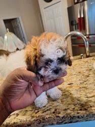 SHIH-POO Puppies for sale
