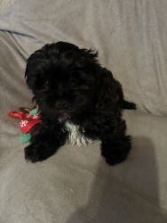 Shih-poo puppies for sale