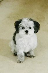 Teacup F1 Shih-Poo Wanted under <7lbs