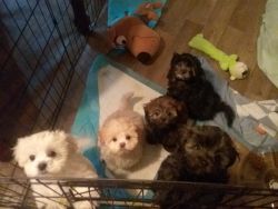 Shihpoo puppy for sale
