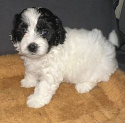Rehoming shih poo puppies