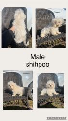 Shihpoo puppies