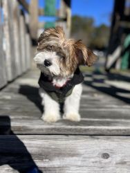 Shihpoo looking for a home!