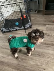 8 month old Female Shihpoo for sale