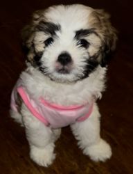 Shihpoo puppied