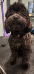 6 mth old Shih-poo puppies