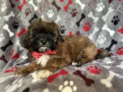 Scooter-male shihpoo