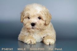 Our Male Shih Poo Puppy!