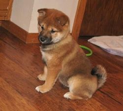 Shiba Inu Puppies now available