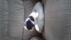 For sale shih poo puppy