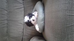 Shih poo puppies for sale