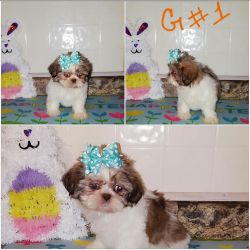 Shih poo puppies *located in chicago