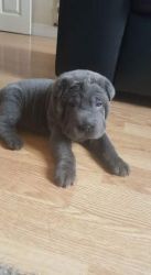 Quality Kc Registered Shar Pei Puppies