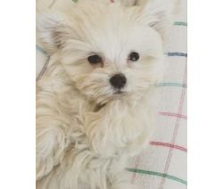 12 week old Shih-poo puppy