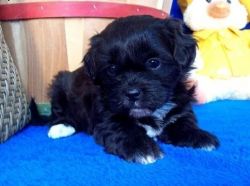 Two Top Class Shih Poo Puppies Available