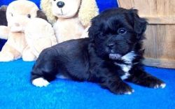 Adorable outstanding shih poo puppies