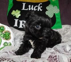 Red Shih Poo Puppies Pra Clear Ready