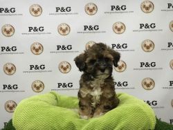 Shihpoo - Snickers - Male