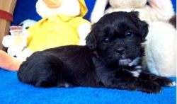 shih poos - Gorgeous Black Boys With Show Bloodlines
