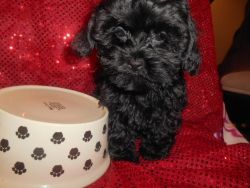 Adorable Shihpoo Puppies Nonshed 9 wks old