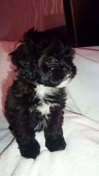Shih-poo Puppies Ready Now