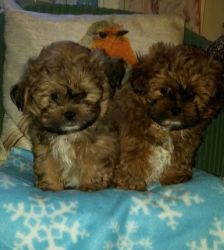 my good looking shih poo puppies ready for a new home