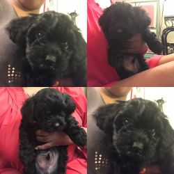 2 month old male shih poo for sale