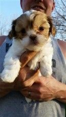 Lovely Shih-Poo Puppies For Sale.