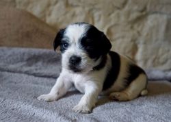 Stunning Shihpoo Puppies For Sale