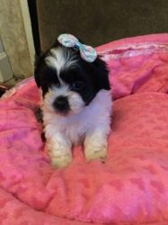 Cute Shihpoo For Stud Only