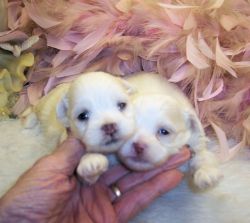 Teacup Shih poo puppies for sale