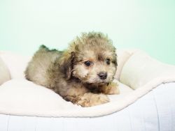 Shipoo Puppy – Male- Lipton ($1,299)