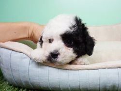Shipoo Puppy – Male – Theo ($1,299)
