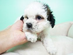 Shipoo Puppy – Male – Tommy ($800)
