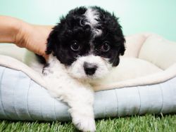 Shipoo Puppy – Female – Tory ($600)