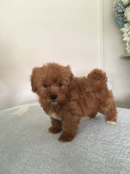 Shihpoo Puppies For Sale