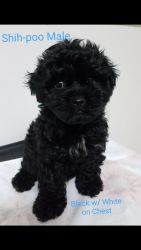 Shih-Poo Male Puppy/Registered/UTD Shots