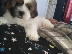 Shihpoo male puppies