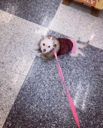 Shihpoo Needs a Loving home going back to school