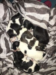 Shi-Poo Puppies For Sale 4 Girls 1 Boy First Set Of Shots Included