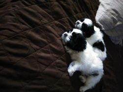 Two month old Gorgeous male shih-poo pup