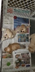 Shiz / Maltese puppies/ Poodle