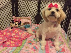 Rehome 3yr old Shihpoo Female