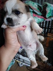 Shi-chi puppies for sale