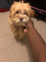 Shih - Poo mix for sale