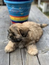 Shih-Poos Puppies