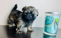 Lovely Shihpoo puppies for Sale