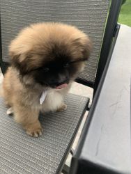 3 months old puppy for sale