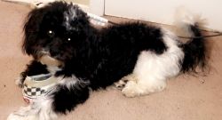 ShihPoo for sale (FREE)