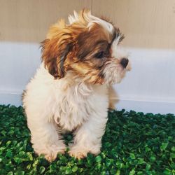 2 1/2 month old shihpoo